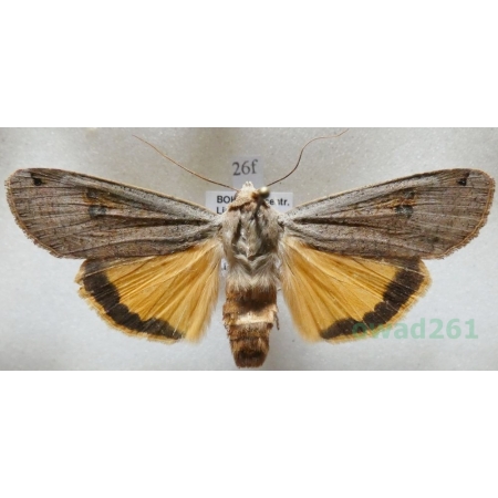 Noctua pronuba (Linnaeus, 1758) Rolnica tasiemka Czech26f